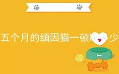 五个月的缅因猫一顿吃多少