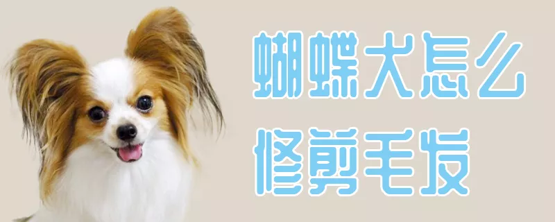 蝴蝶犬怎么修剪毛发