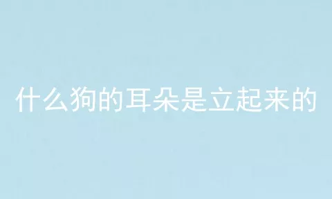 什么狗的耳朵是立起来的