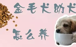 金毛犬幼犬怎么养