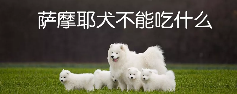 萨摩耶犬不能吃什么