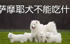 萨摩耶犬不能吃什么