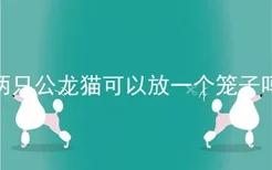 两只公龙猫可以放一个笼子吗