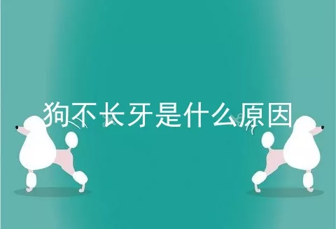 狗不长牙是什么原因