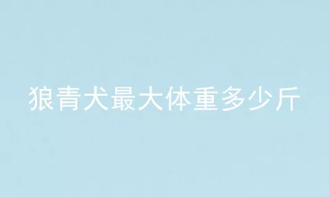 狼青犬最大体重多少斤