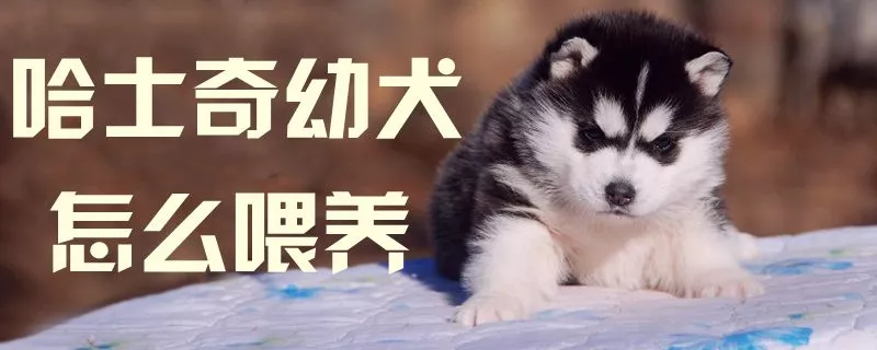 哈士奇幼犬怎么喂1