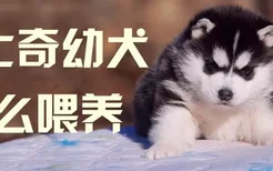 哈士奇幼犬怎么喂