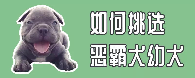 如何挑选恶霸犬幼犬