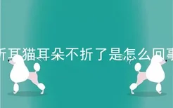 折耳猫耳朵不折了是怎么回事