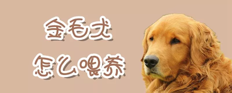 金毛犬怎么喂养