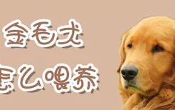 金毛犬怎么喂养