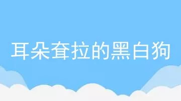 耳朵耷拉的黑白狗