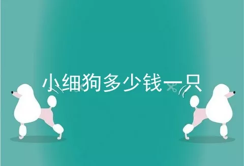 小细狗多少钱一只