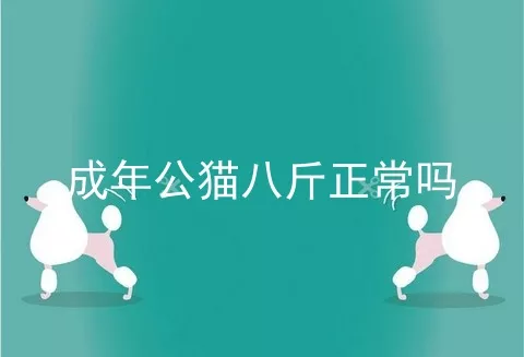 成年公猫八斤正常吗