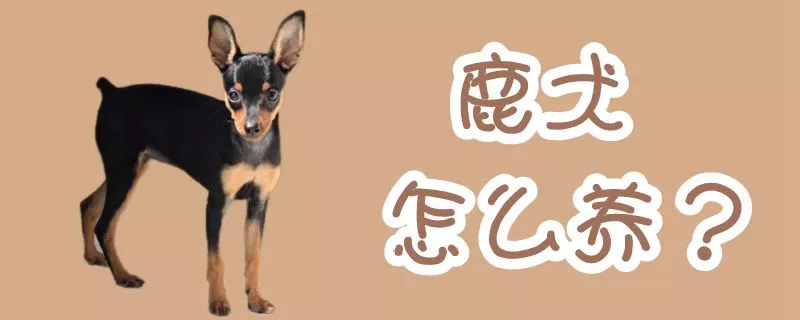 鹿犬怎么养