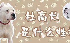 杜高犬是什么性格