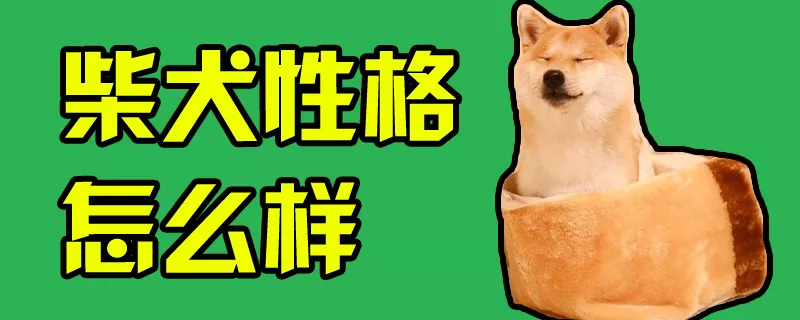 柴犬性格怎么样