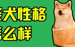 柴犬性格怎么样