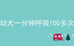 幼犬一分钟呼吸100多次