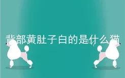 背部黄肚子白的是什么猫