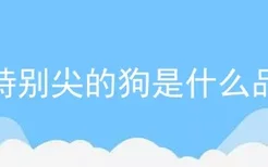 头特别尖的狗是什么品种