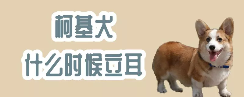 柯基犬什么时候立耳