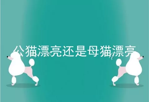 公猫漂亮还是母猫漂亮