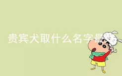 贵宾犬取什么名字最好