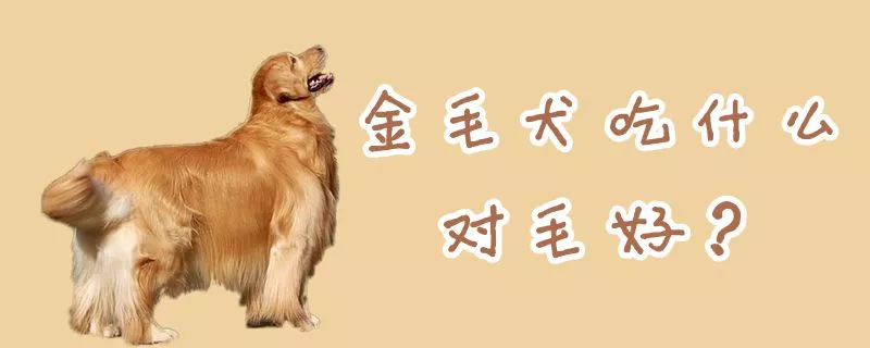 金毛犬吃什么对毛好