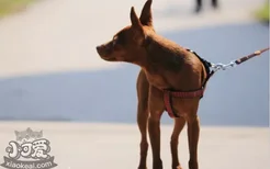 狗狗夏天怎么防暑 狗狗夏季防暑指南