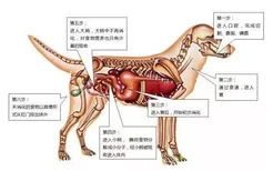 狗狗吸收好狗狗拉便便会多吗 狗狗是如何消化的你知道吗