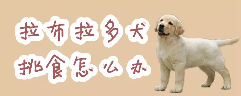 拉布拉多犬挑食怎么办