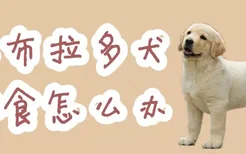 拉布拉多犬挑食怎么办