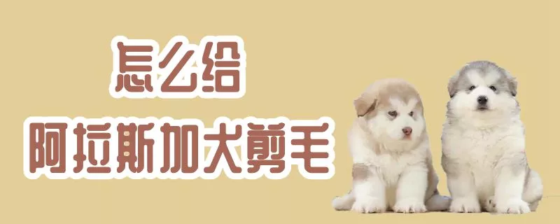 怎么给阿拉斯加犬剪毛