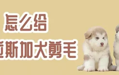 怎么给阿拉斯加犬剪毛