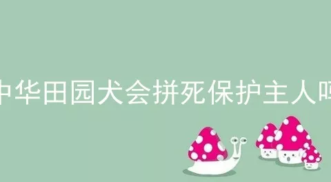 中华田园犬会拼死保护主人吗