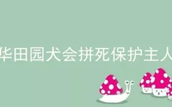 中华田园犬会拼死保护主人吗