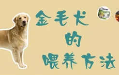 金毛犬的喂养方法