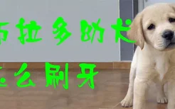 拉布拉多幼犬怎么刷牙