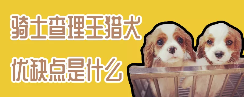 骑士查理王猎犬优缺点是什么