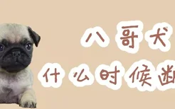 八哥犬什么时候断奶