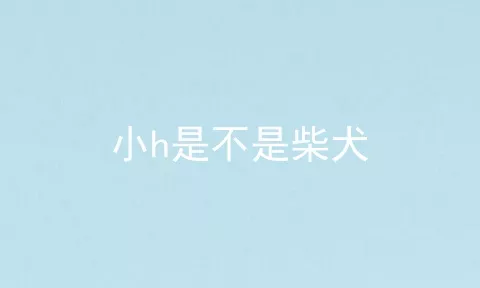 小h是不是柴犬