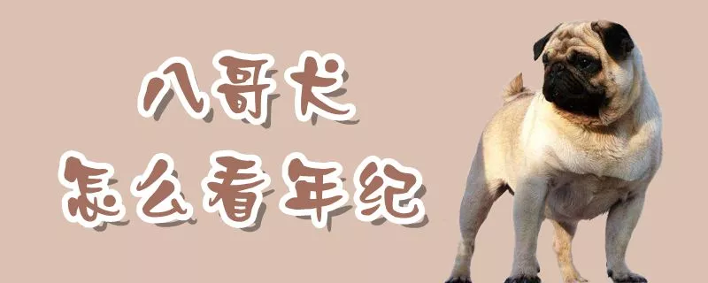 八哥犬怎么看年纪