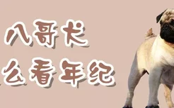 八哥犬怎么看年纪