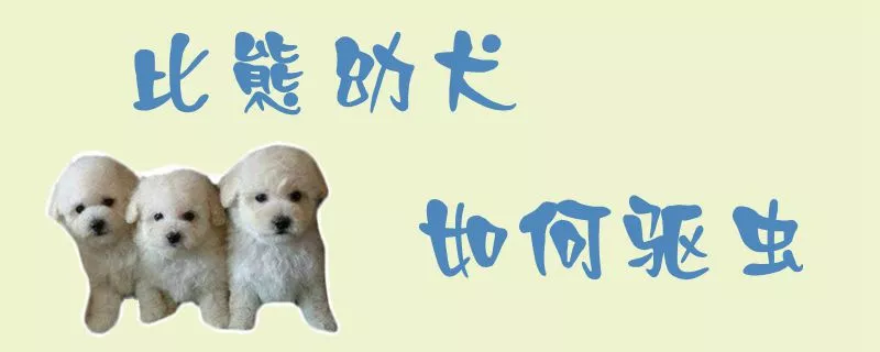 比熊幼犬如何驱虫1