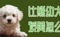 比熊幼犬毛发黄怎么办