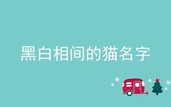 黑白相间的猫名字