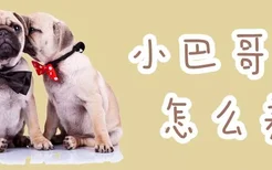 小巴哥犬怎么养