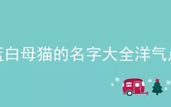 蓝白母猫的名字大全洋气点