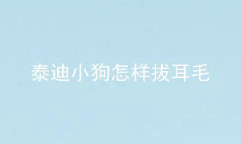 泰迪小狗怎样拔耳毛